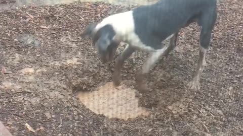 Dog digs hole to play in mud puddle