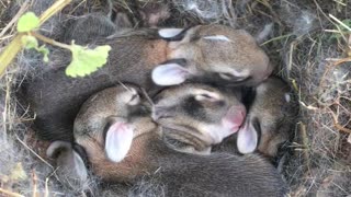 Sleeping Bunnies