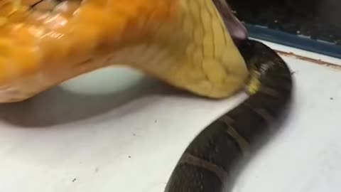 Snake eating another snake