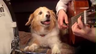 Cute Dog Knows How To Play A Percussion Instrument!