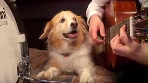 Cute Dog Knows How To Play A Percussion Instrument!