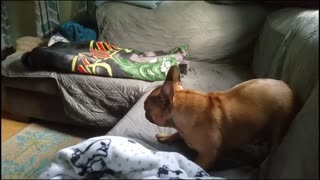 Boo the Frenchie Playing with a Kitten