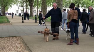 Dog Finds Massive Branch In The Park, Determined To Bring It Home