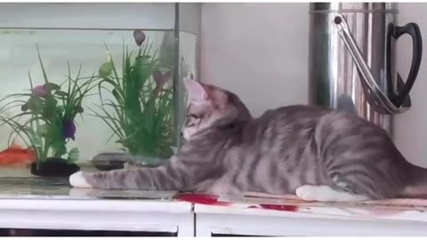 Cat try to catch fish Without seeing glass 😂😂😂,so funny