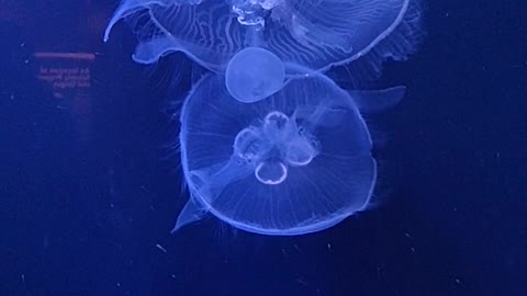 Jellyfish different