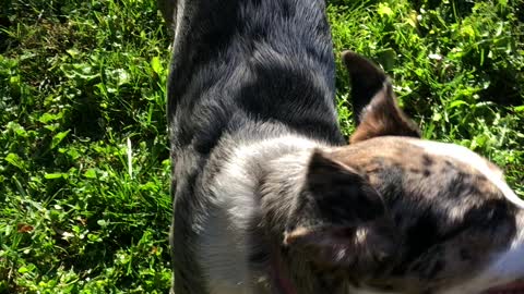 Laya and her football