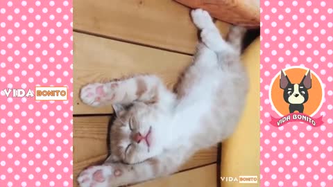 Videos of pets doing funny things