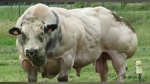 Giant Genetic Modified Cows & Bulls