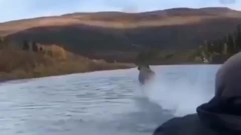 awesome tiktok moments moose running in the water