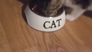 Kitten eating wet food