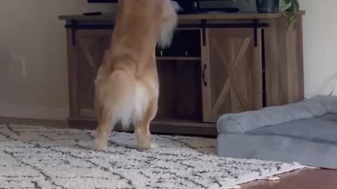 Funny dog sees himself on TV