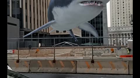 NYC Fling Shark