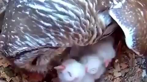 Owl with her chicks in the nest.