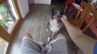 Super trained Australian Shepherd very exited to follow the lead