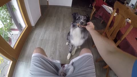 Super trained Australian Shepherd very exited to follow the lead