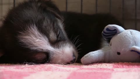 puppy corgi sleeping toy video
