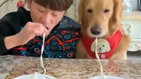 The dog loves noodles very much