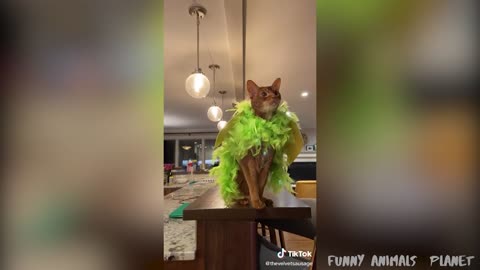 funny dogs and cute best actions cat's