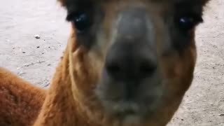 Funny Alpacas