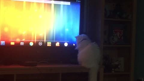 cat noticed a tv mouse