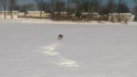 Boxer dog running in the snow