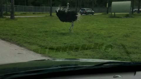 Dancing Ostriches