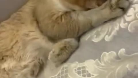 funny cat laughing