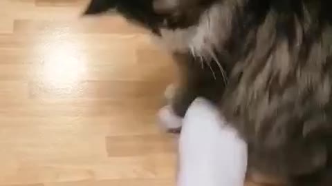 Cat cant stand feet