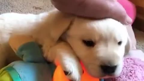 So Cute Puppy Golden Retriever for ever