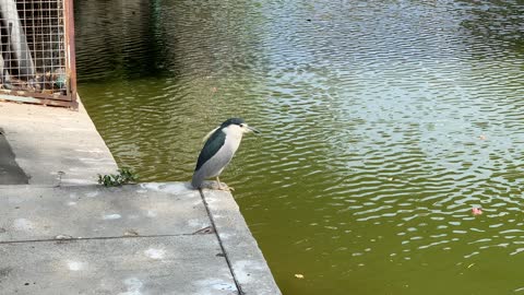 Nycticorax nycticorax and the pond