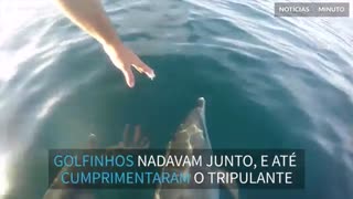 Golfinho cumprimenta visitante enquanto nada com embarcação