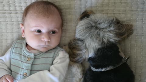 The little boy sees the puppy with his eyes full of fear