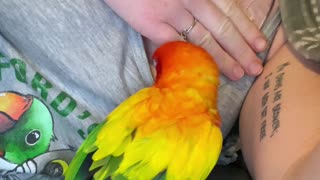 Parrot can't stop diving in mom's shirt