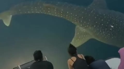 Whale Shark Fish-Short Video |Whale Shark,Wildlife Discovery