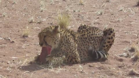 Rescued cheetah having lunch