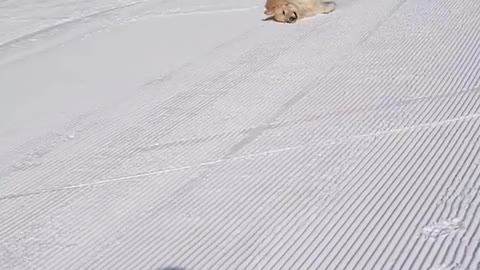 A dog goes out to ski on the ice after a storm!!