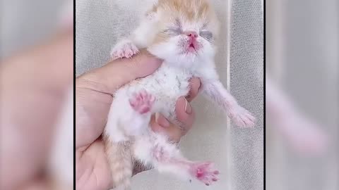 Cute Baby Cat Cub so Adorable