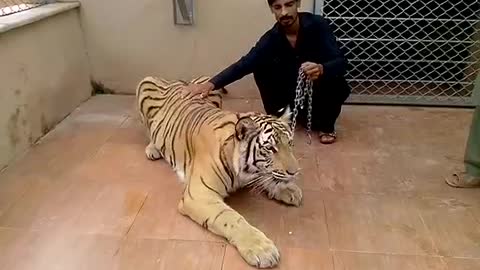 Lion is sitting normal with one pakistani brave boy