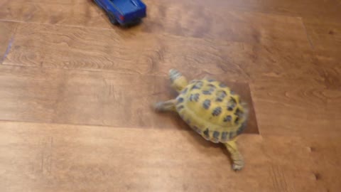 Tortoise vs Truck 😉😉🚚🚗🚙🚕