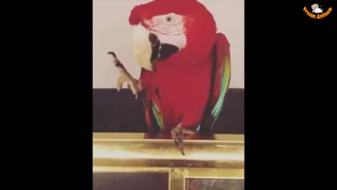 funny macaw dancing| cute birds| funny birds videos.