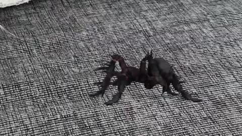 Amazing Mi PERRO es SpiderDog