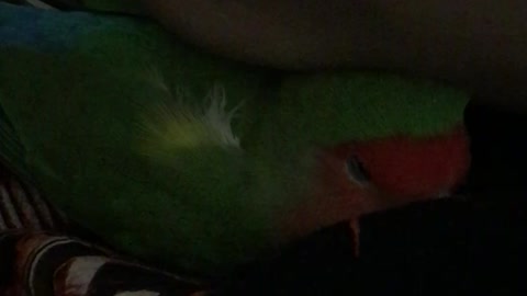 Lovebird Cuddle