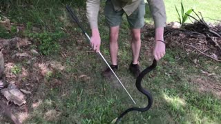 4ft Pregnant Red Bellied Black Snake