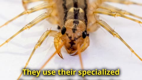 Why You Shouldn't Kill This Bug - Meet House Centipede