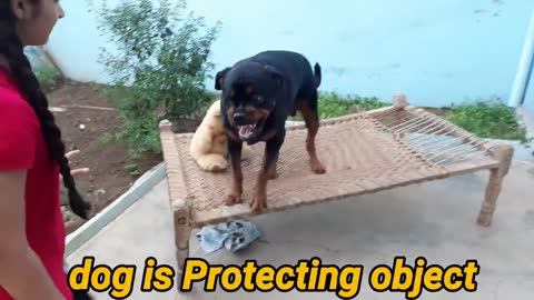 Dog showing all training skills _well trained dog __dog protection skill