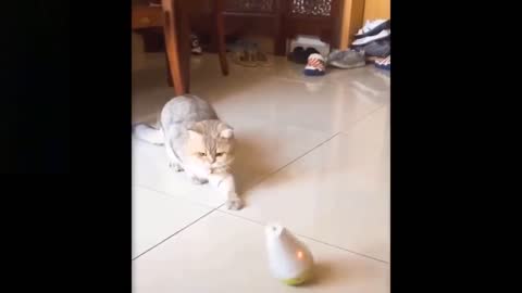 Cat playing with toy funny video