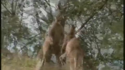 Kangaroo fights