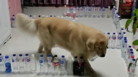 Golden Boi Doing Water Bottle Maze