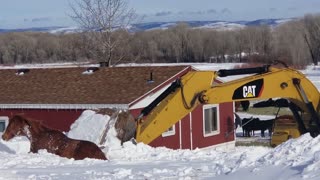 Blizzard Buried Horse is Delicate Dug Out