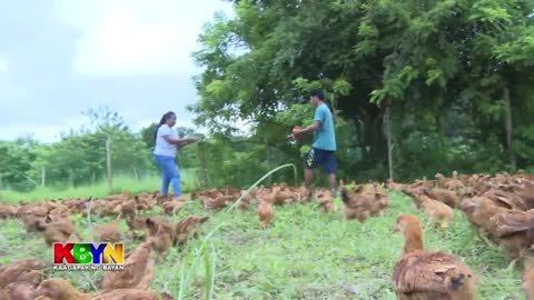 KBYN Paano pinalalaki ang mga freerange chicken...